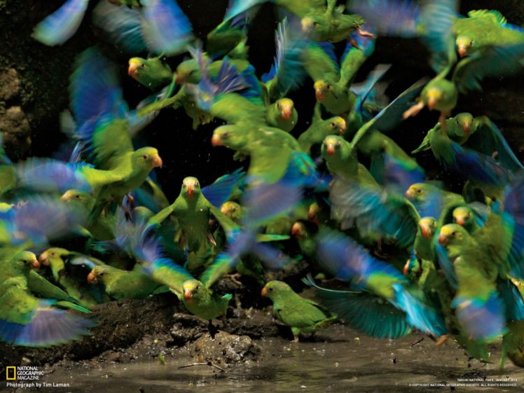 parakeet, Budgie, Parrot, Bird, Tropical,  46 HD Wallpaper Desktop Background