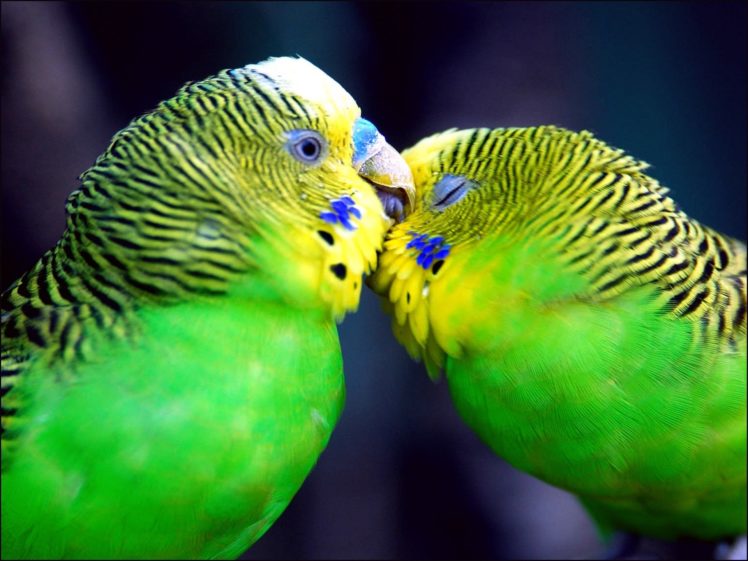 parakeet, Budgie, Parrot, Bird, Tropical,  48 HD Wallpaper Desktop Background