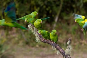 parakeet, Budgie, Parrot, Bird, Tropical,  49
