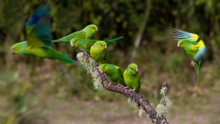 parakeet, Budgie, Parrot, Bird, Tropical,  49 HD Wallpaper Desktop Background