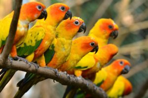 parakeet, Budgie, Parrot, Bird, Tropical,  50