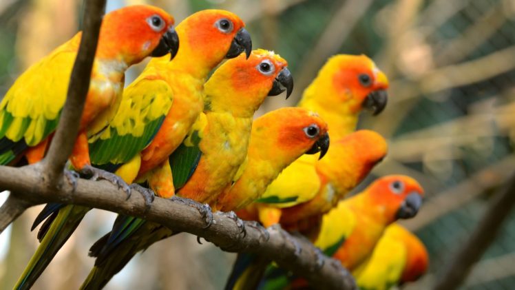 parakeet, Budgie, Parrot, Bird, Tropical,  50 HD Wallpaper Desktop Background