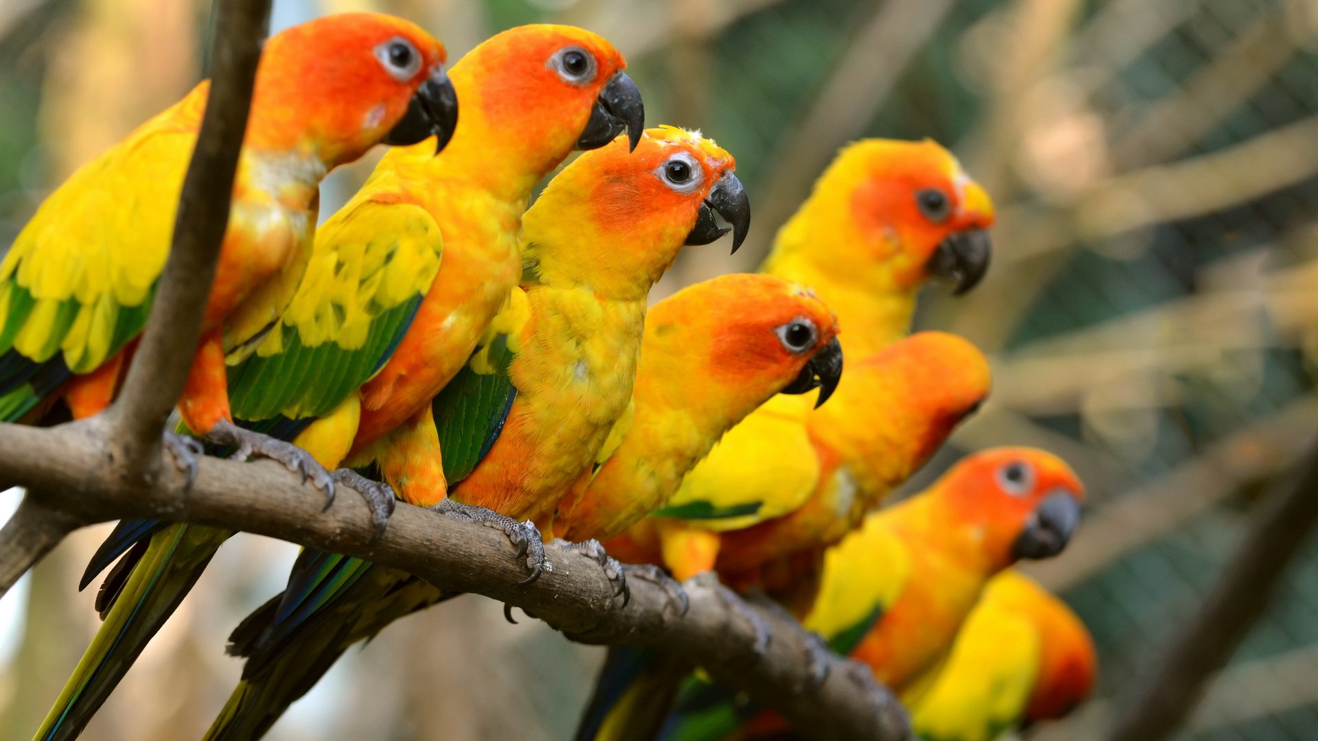parakeet, Budgie, Parrot, Bird, Tropical,  50 Wallpaper