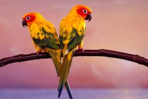 parakeet, Budgie, Parrot, Bird, Tropical,  52