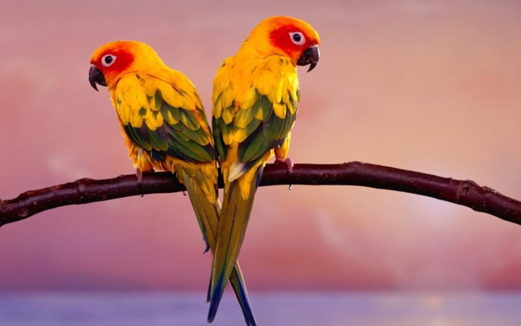 parakeet, Budgie, Parrot, Bird, Tropical,  52 HD Wallpaper Desktop Background