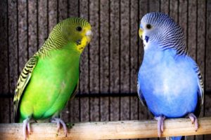 parakeet, Budgie, Parrot, Bird, Tropical,  55