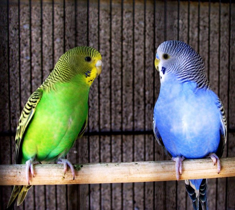 parakeet, Budgie, Parrot, Bird, Tropical,  55 HD Wallpaper Desktop Background