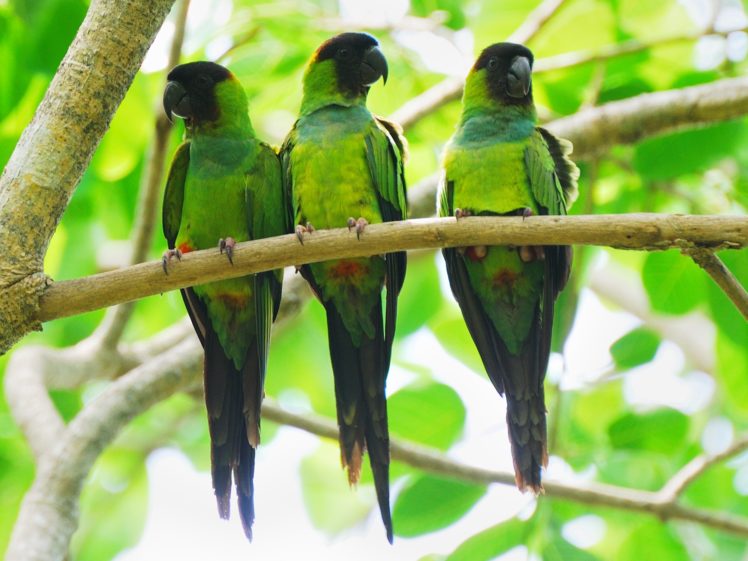 parakeet, Budgie, Parrot, Bird, Tropical,  53 HD Wallpaper Desktop Background