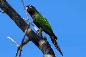 parakeet, Budgie, Parrot, Bird, Tropical,  54