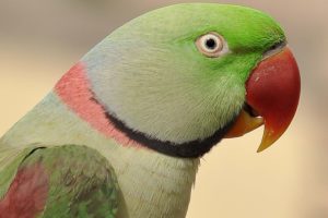 parakeet, Budgie, Parrot, Bird, Tropical,  59