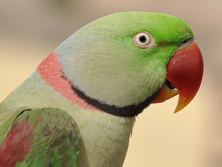 Parakeet, Budgie, Parrot, Bird, Tropical, 59 Wallpapers Hd   Desktop 