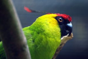 parakeet, Budgie, Parrot, Bird, Tropical,  62