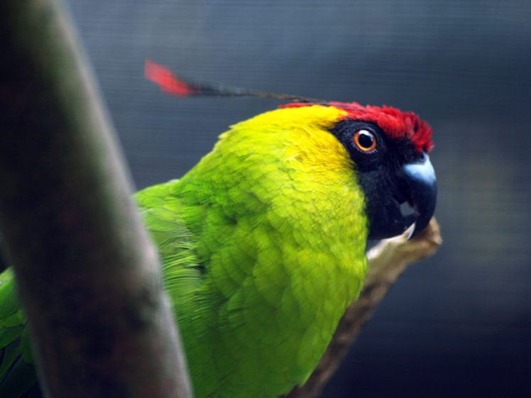 parakeet, Budgie, Parrot, Bird, Tropical,  62 HD Wallpaper Desktop Background