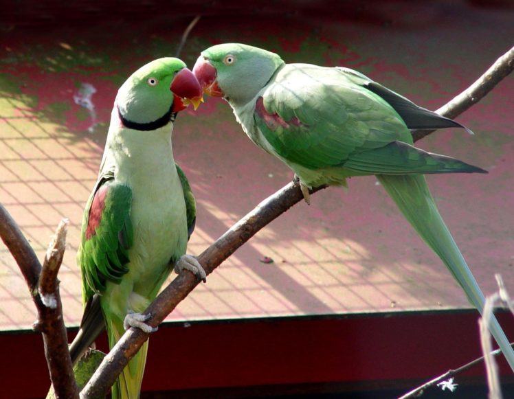 parakeet, Budgie, Parrot, Bird, Tropical,  60 HD Wallpaper Desktop Background