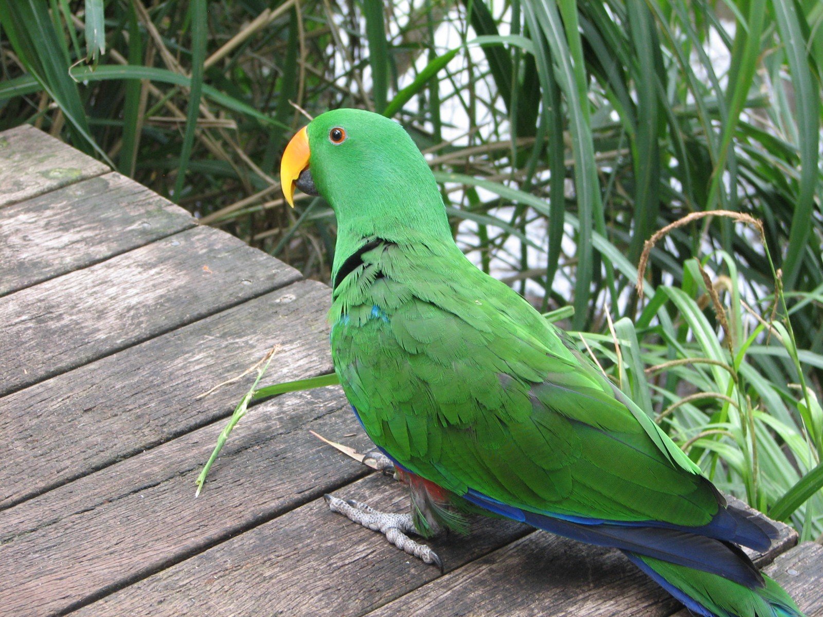 eclectus, Parrot, Bird, Tropical,  8 Wallpaper