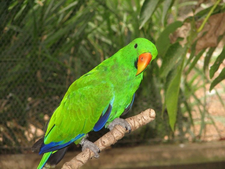 eclectus, Parrot, Bird, Tropical,  10 HD Wallpaper Desktop Background