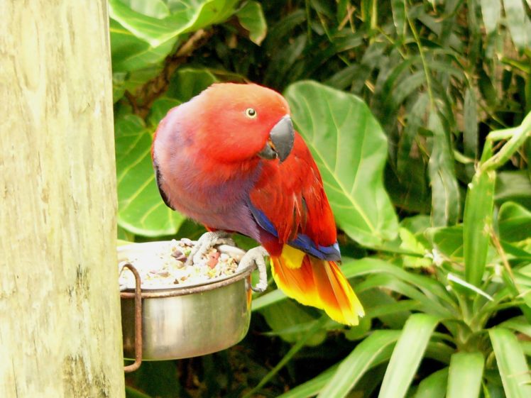 eclectus, Parrot, Bird, Tropical,  13 HD Wallpaper Desktop Background