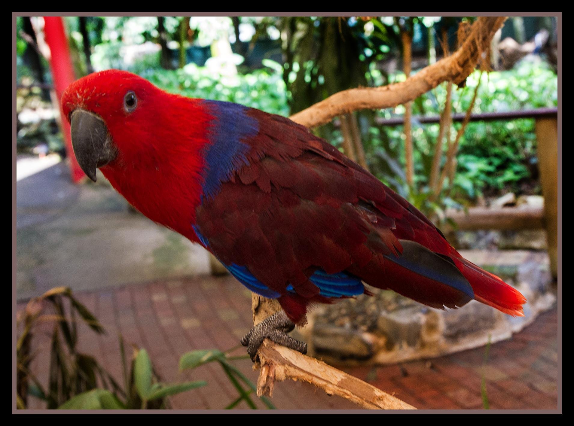 eclectus, Parrot, Bird, Tropical,  18 Wallpaper