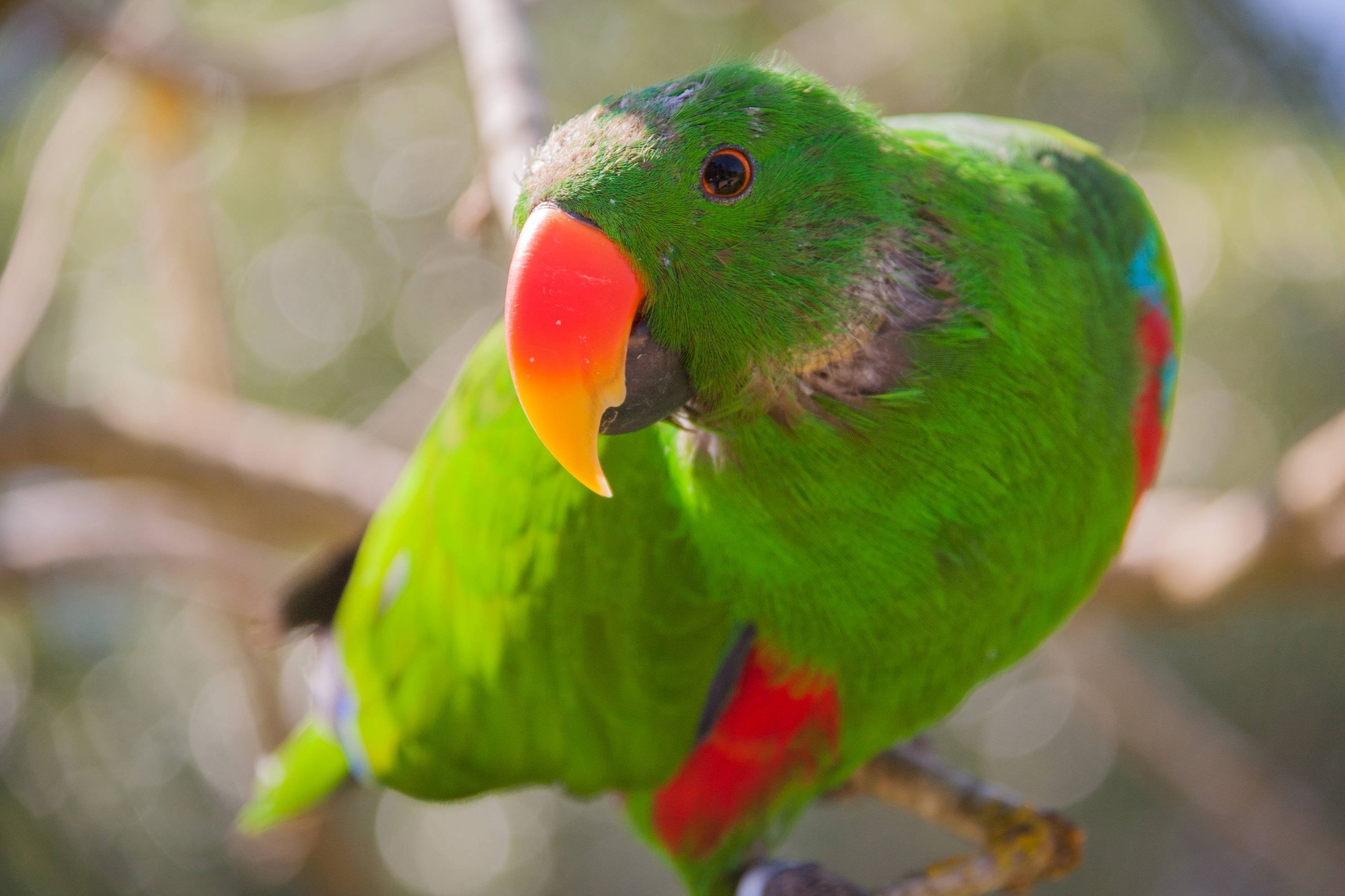cockatoo parrot
