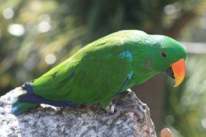 eclectus, Parrot, Bird, Tropical,  22
