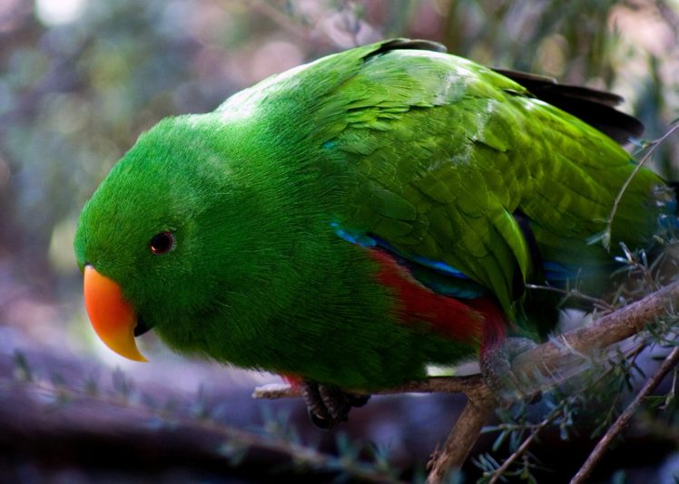 eclectus, Parrot, Bird, Tropical,  26 HD Wallpaper Desktop Background