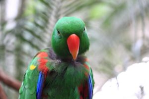 eclectus, Parrot, Bird, Tropical,  29
