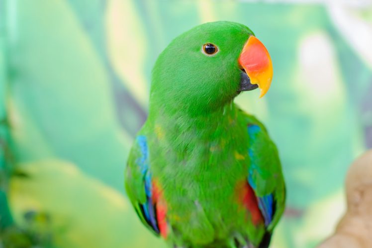 eclectus, Parrot, Bird, Tropical,  33 HD Wallpaper Desktop Background