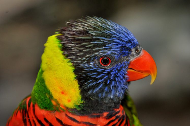 lory, Parrot, Bird, Tropical,  9 HD Wallpaper Desktop Background