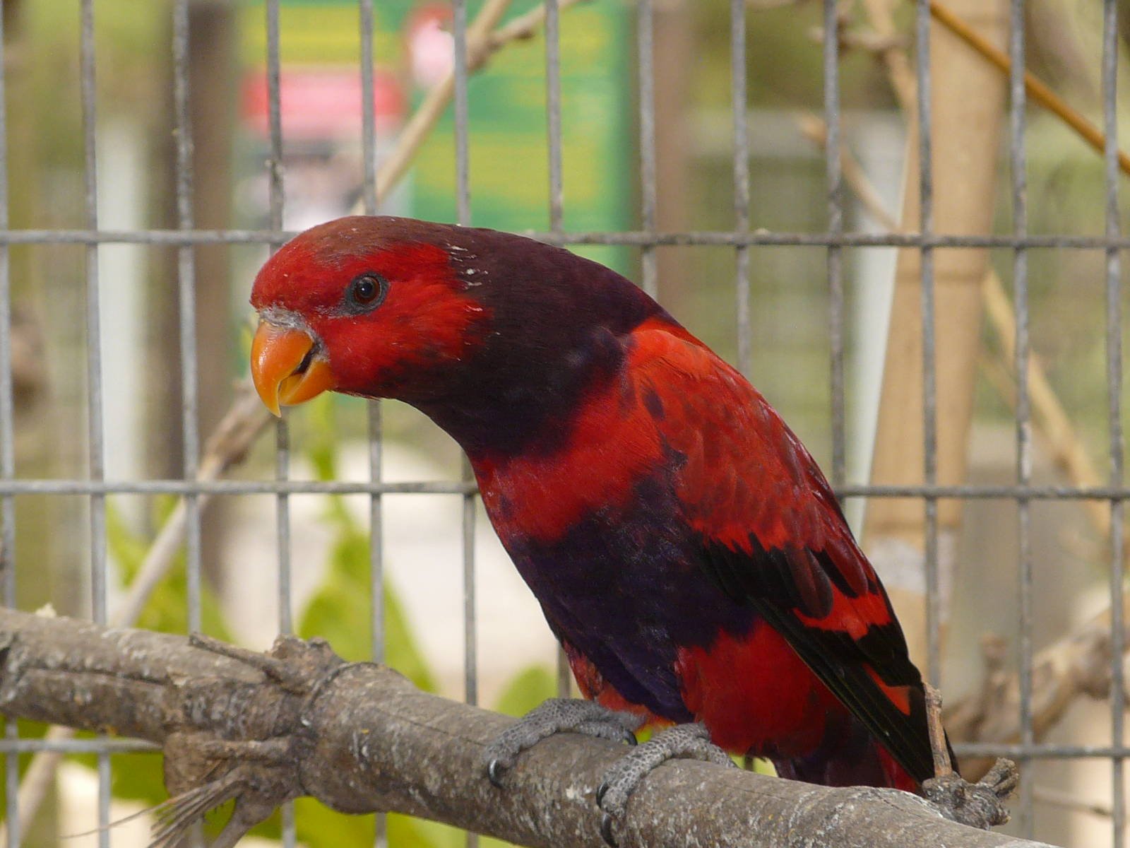 lory, Parrot, Bird, Tropical,  18 Wallpaper