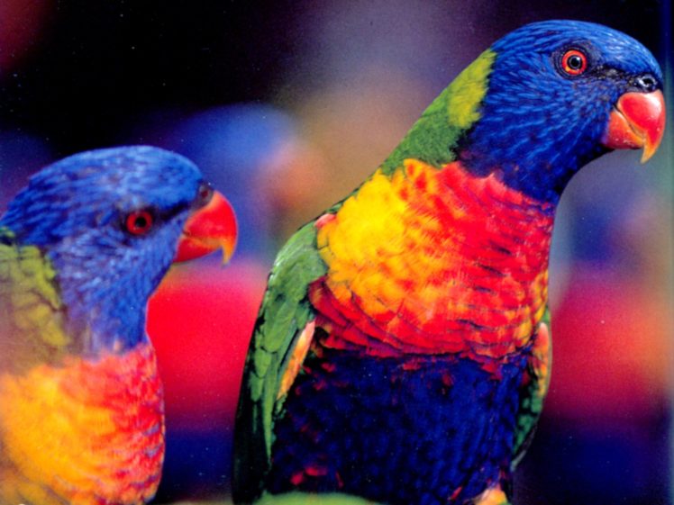 lory, Parrot, Bird, Tropical,  23 HD Wallpaper Desktop Background