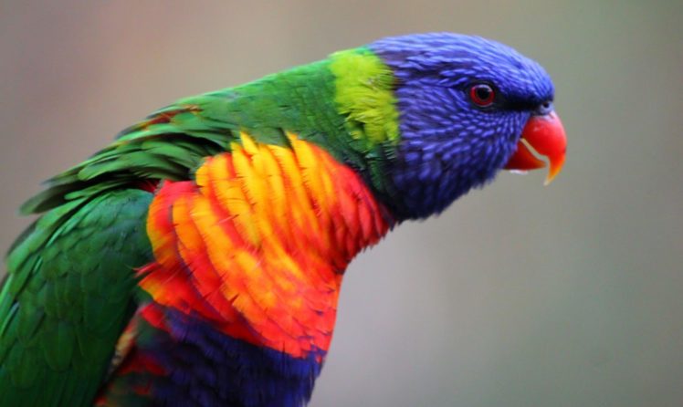 lory, Parrot, Bird, Tropical,  31 HD Wallpaper Desktop Background