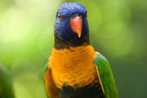 lory, Parrot, Bird, Tropical,  29