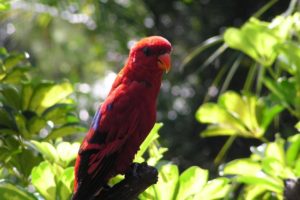 lory, Parrot, Bird, Tropical,  33