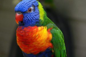 lory, Parrot, Bird, Tropical,  37