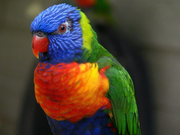 lory, Parrot, Bird, Tropical,  37 HD Wallpaper Desktop Background