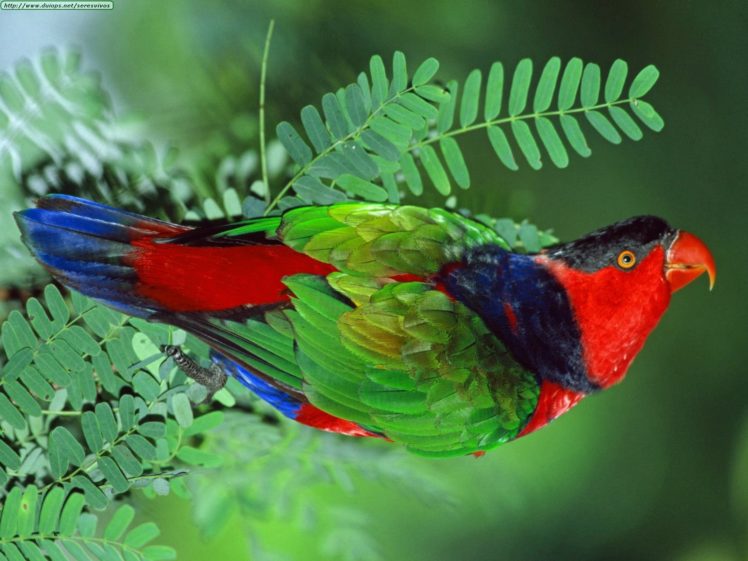 lory, Parrot, Bird, Tropical,  40 HD Wallpaper Desktop Background