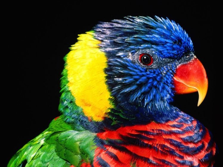 lory, Parrot, Bird, Tropical,  46 HD Wallpaper Desktop Background