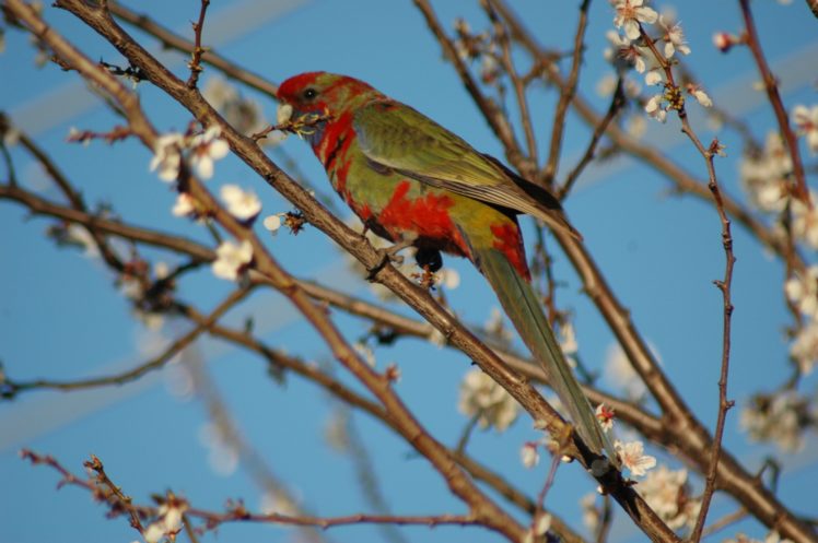 rosella, Parrot, Bird, Tropical,  8 HD Wallpaper Desktop Background