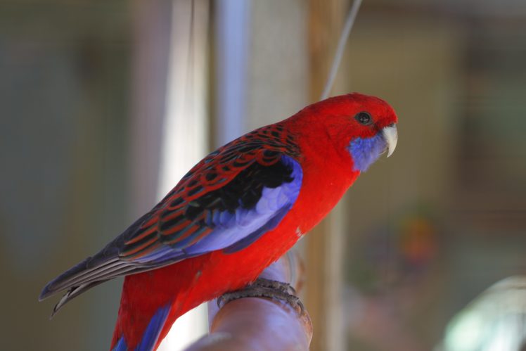 rosella, Parrot, Bird, Tropical,  4 HD Wallpaper Desktop Background