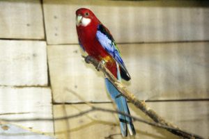 rosella, Parrot, Bird, Tropical,  15