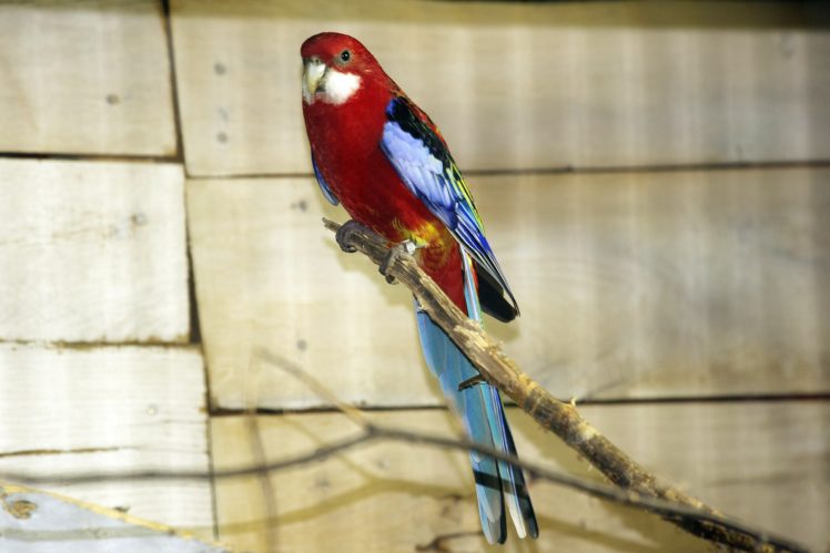 rosella, Parrot, Bird, Tropical,  15 HD Wallpaper Desktop Background