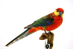 rosella, Parrot, Bird, Tropical,  16