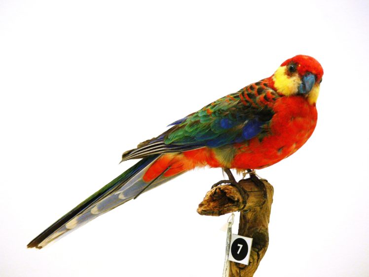 rosella, Parrot, Bird, Tropical,  16 HD Wallpaper Desktop Background
