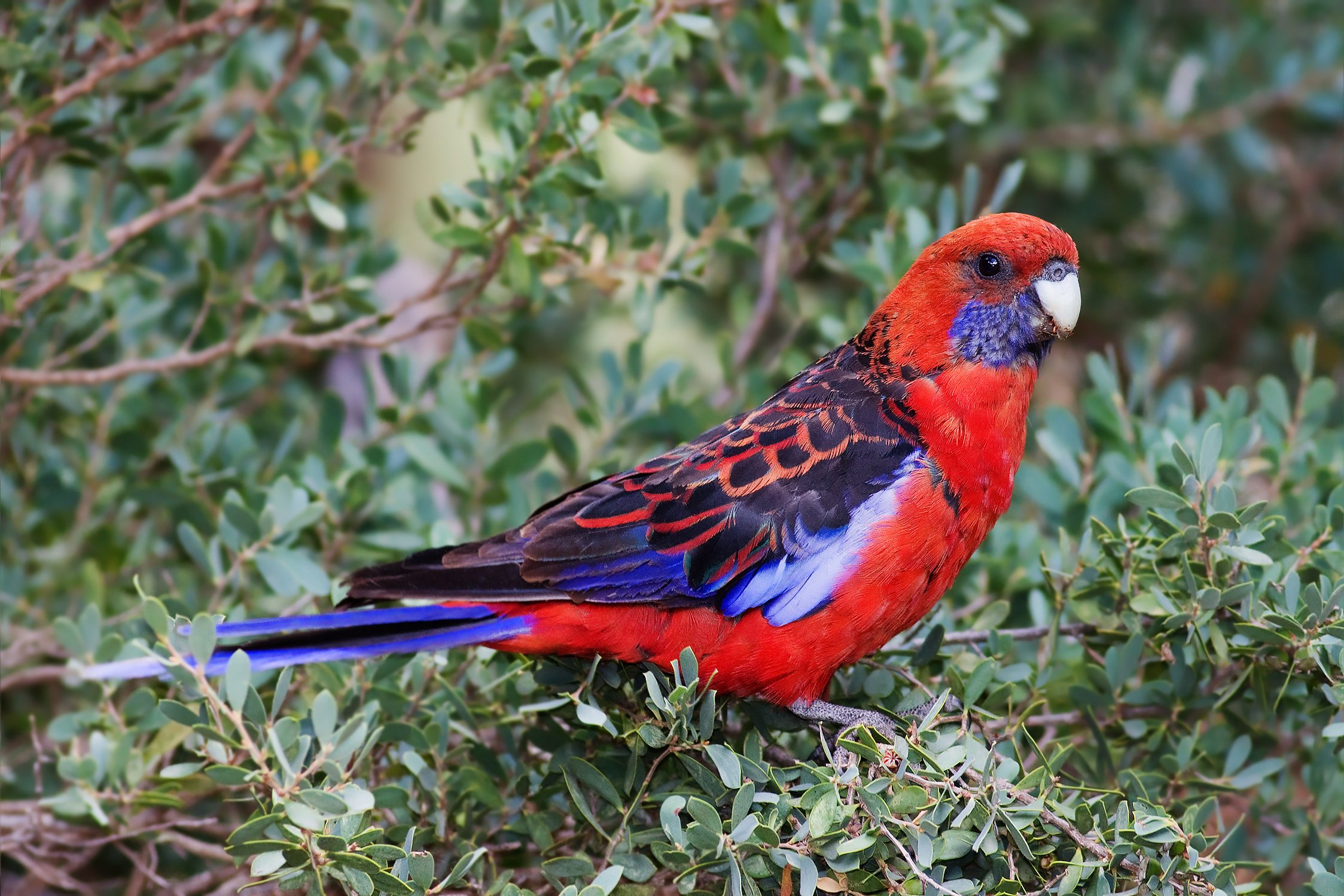 rosella, Parrot, Bird, Tropical,  12 Wallpaper