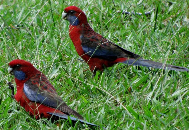 rosella, Parrot, Bird, Tropical,  24 HD Wallpaper Desktop Background