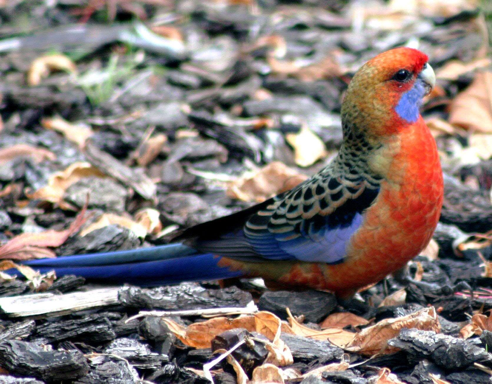 rosella, Parrot, Bird, Tropical,  25 Wallpaper
