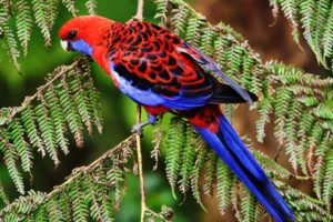 rosella, Parrot, Bird, Tropical,  33