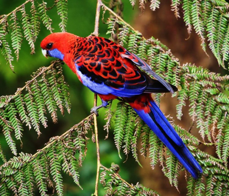 rosella, Parrot, Bird, Tropical,  33 HD Wallpaper Desktop Background