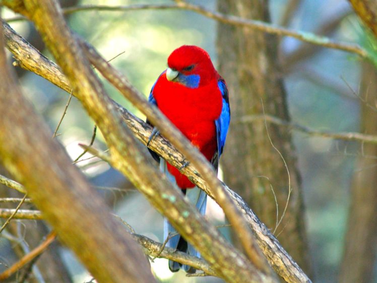 rosella, Parrot, Bird, Tropical,  31 HD Wallpaper Desktop Background