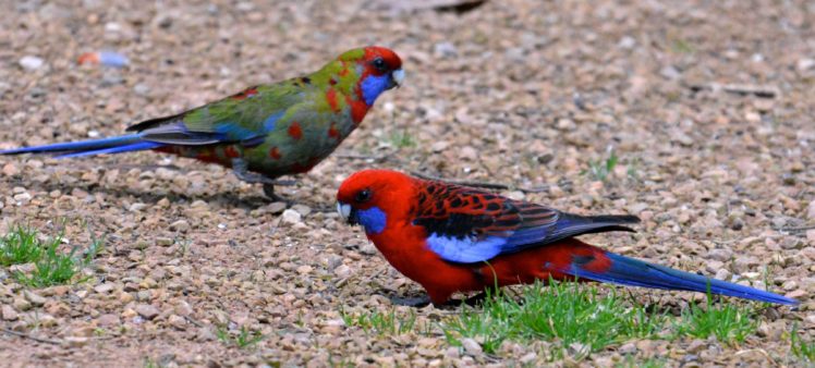 rosella, Parrot, Bird, Tropical,  34 HD Wallpaper Desktop Background